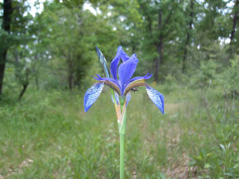 Iris sibirica / Giaggiolo siberiano